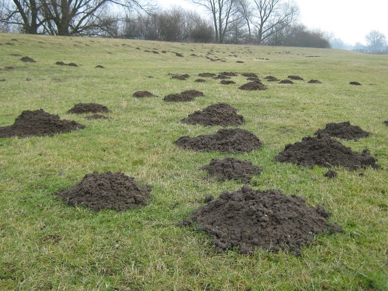 Sta je bij een veld met veel molshopen? Maak dan een schatting van het aantal molshopen en voer dit getal bij het mollenmeldpunt in bij ‘Aantal individuen’