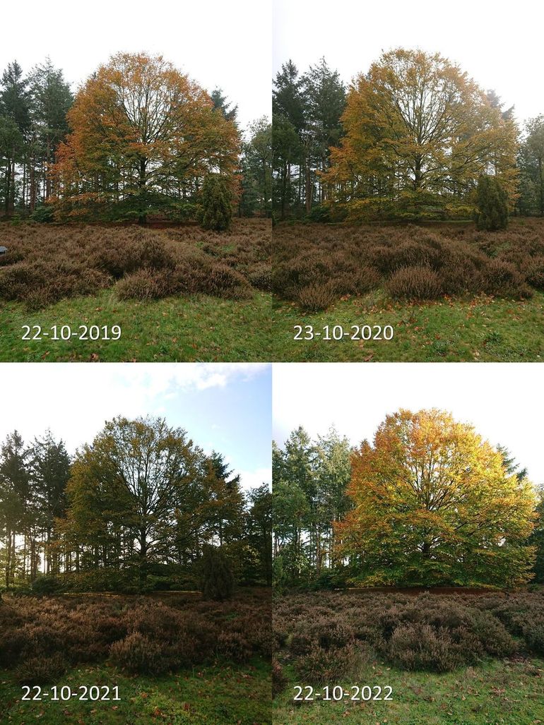 Stand van de herfstkleuring van een beuk in Jipsingboertange rond 22 oktober in de jaren 2019 tot en met 2022. De beuk lijkt in vergelijking met voorgaande jaren nog redelijk veel blad te hebben. Bladverkleuring is redelijk vergelijkbaar