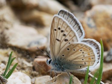 Het parelmoerblauwtje uit het Spaanse hooggebergte dreigt al in 2050 bijna zijn hele leefgebied te hebben verloren door klimaatopwarming