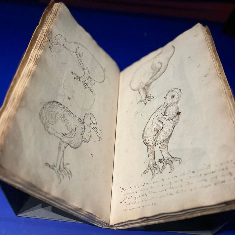 De eerste tekening naar een levende dodo door Joris Joostensz, Laerle 1601-1603