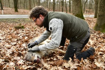 Eerste onderzoek door Hugh Jansman van een gevonden wolf