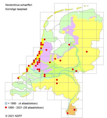 Huidig voorkomen van de Korrelige taaiplaat