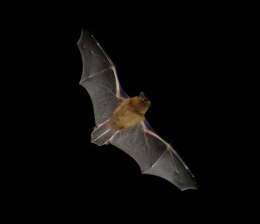 Gewone dwergvleermuis in de nacht