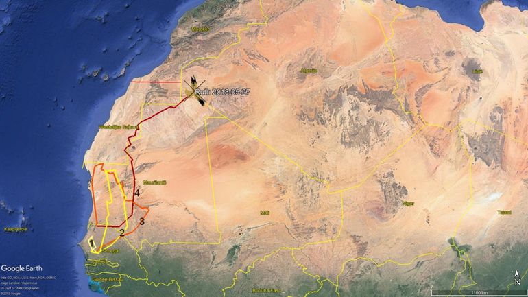 Het 14 jaar oude Britse grauwe kiekendiefvrouwtje Ruth probeert op haar voorjaarstrek tot vier keer toe de Sahara over te steken: op 21 maart, 1 april, 21 april en 15 mei. Haar vierde poging zal ze niet overleven.