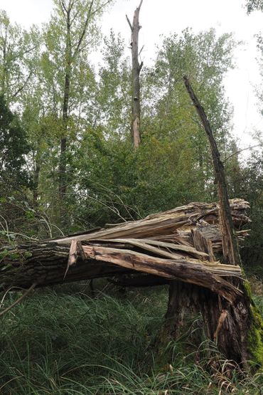 Dood hout leeft