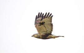 Harvey van Diek Ruigpootbuizerd lead