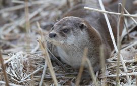 Mark Zekhuis, Saxifraga Otter
