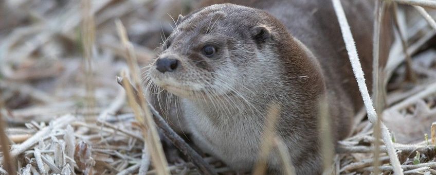 Otter