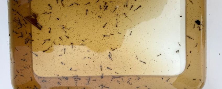 Muggenlarven in bakje met water