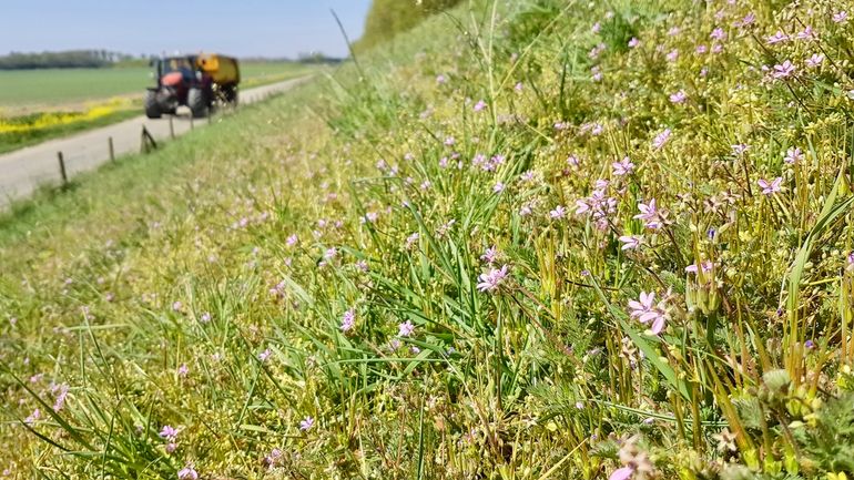 Een dijkbeheer gericht op insecten richt zich op het bevorderen van structuurvariatie en de talrijke aanwezigheid van veelal algemene planten