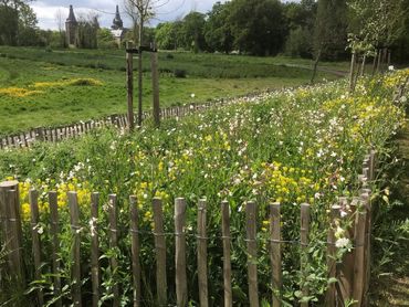 Een van de bloemenweides, hier in Hoensbroek