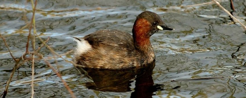 Dodaars natuurjournaal