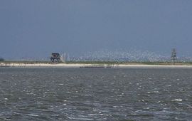 Griend met zwermen vogels