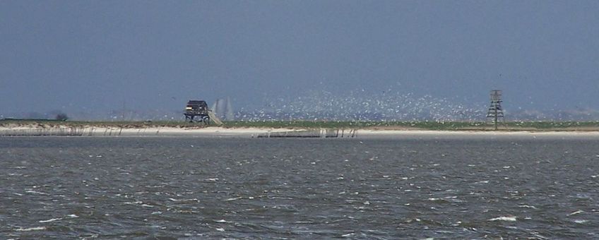 Griend met zwermen vogels