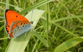 grote vuurvlinder primair