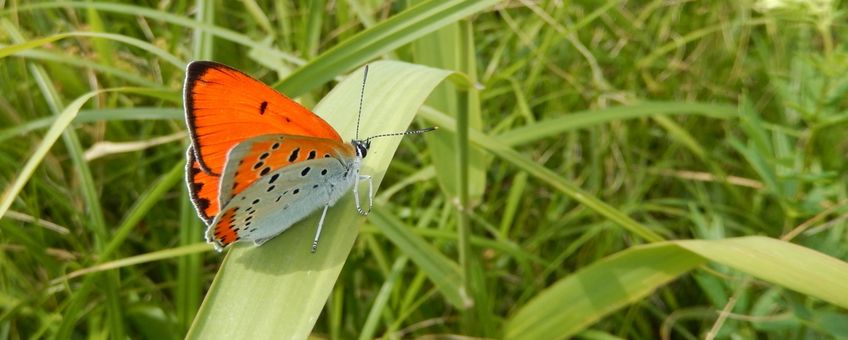 grote vuurvlinder primair