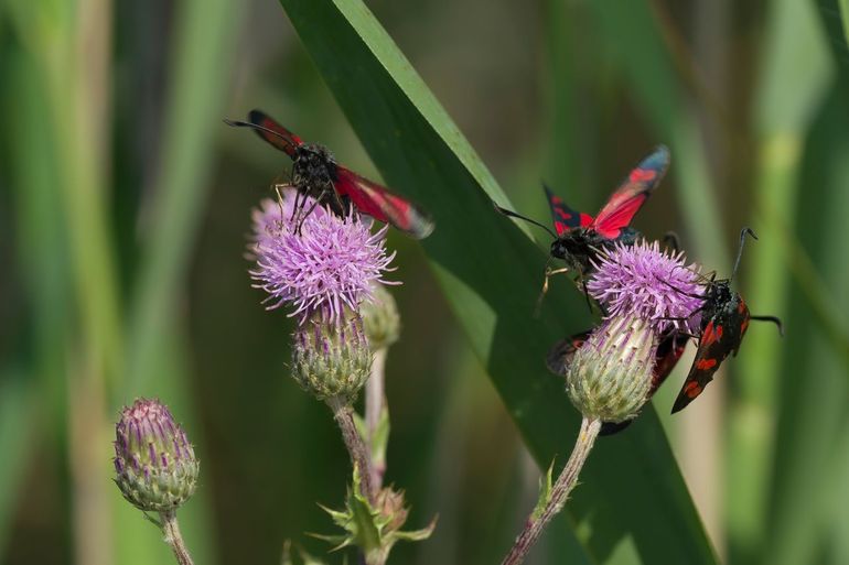 Omdat het bloemaanbod toeneemt door afwezigheid van begrazing, nemen ook bloembezoekers toe. Denk hierbij aan hommels, maar ook aan solitaire bijen en sint-jansvlinders