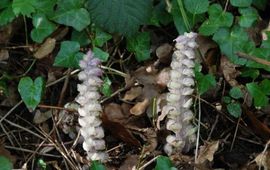Wout van der Slikke Bleke schubwortel (Lathraea squamria)