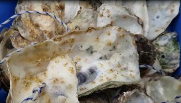 Platte oesters