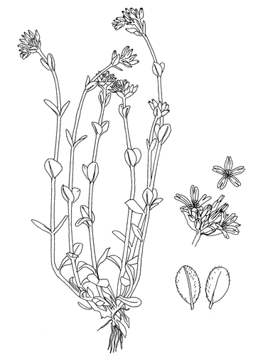 Kluwenhoornbloem, uit het Stoepplantjeskleurboek