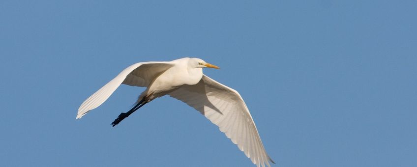 Casmerodius albus 7, Grote zilverreiger,