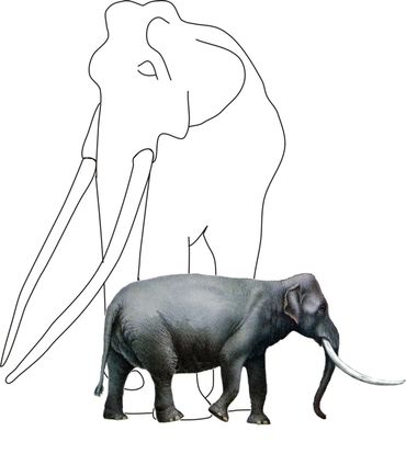 Siciliaanse dwergolifant (Palaeoloxodon falconeri) die ongeveer een meter hoog was. Ter vergelijking, de olifant waar hij van afstamde, was rond de vier meter hoog