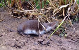 Crocidura leucodon. Veldspitsmuis