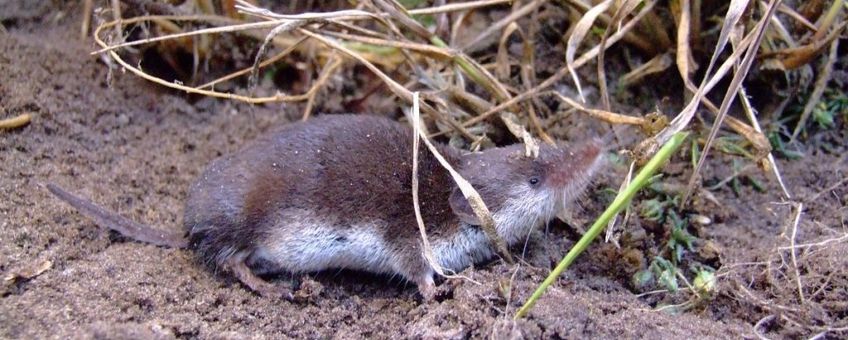 Crocidura leucodon. Veldspitsmuis