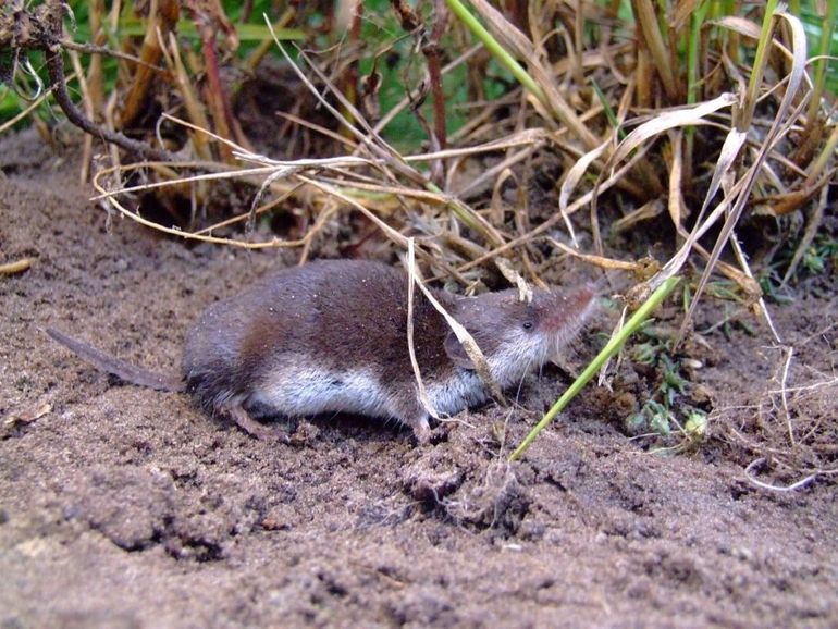 Veldspitsmuis