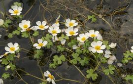 Grote waterranonkel