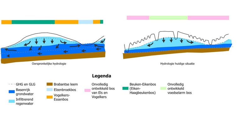 Effecten van rabattenstelsels. In de verdroogde situatie (rechts) kan het lokale grondwater minder hoog opbollen en is het oorspronkelijke microreliëf met de bijbehorende gradiënten ernstig aangetast