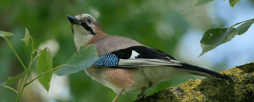 Garrulus glandarius / Vlaamse gaai