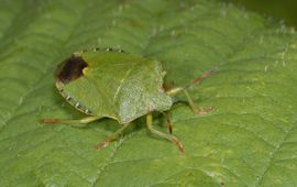 Mike Hirschler Groene stinkwants