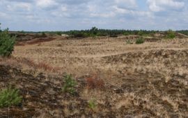 Kars Veling Veluwe
