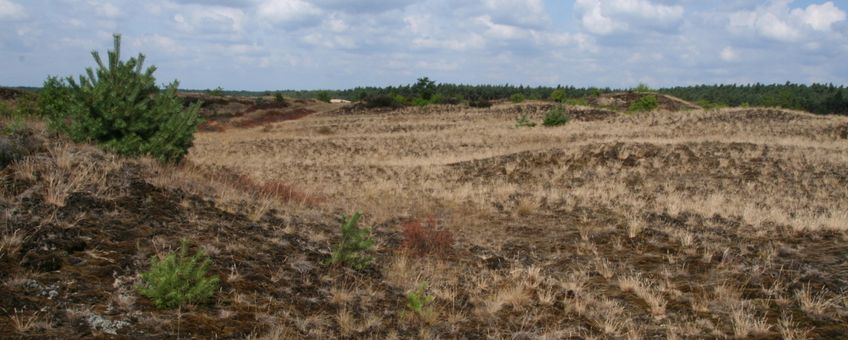 Veluwe