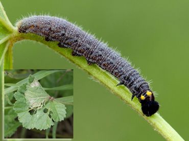 De rups van het kaasjeskruiddikkopje en een samengevouwen blad  waar je goed naar op zoek kunt gaan