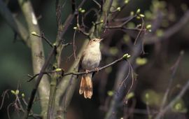 Luscinia megarhynchos. Nachtegaal