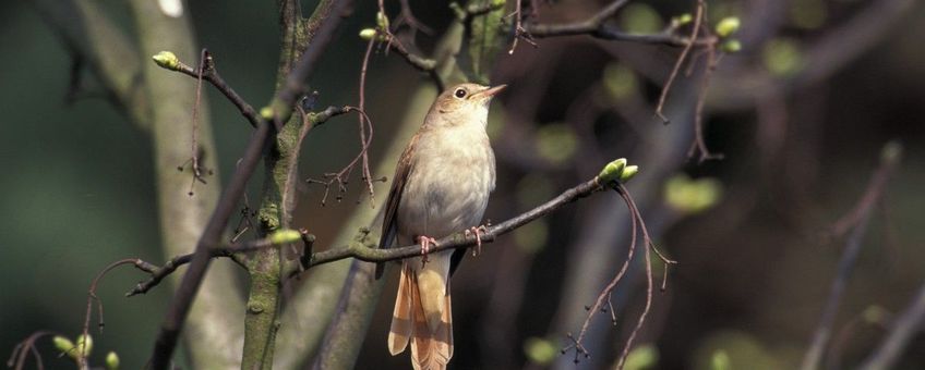 Luscinia megarhynchos. Nachtegaal