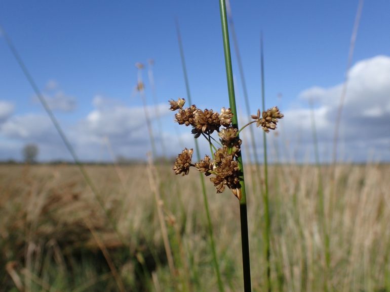 Juncus edgariae