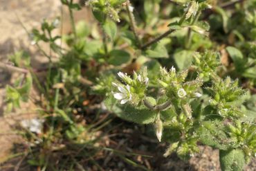 Kluwenhoornbloem op de stoep