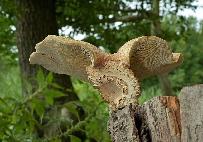 Korrelige taaiplaat in de heemtuin van Zaandam