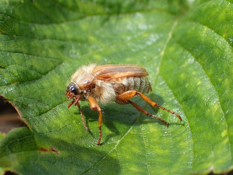Volwassen junikevers eten van bladeren van allerlei loofbomen