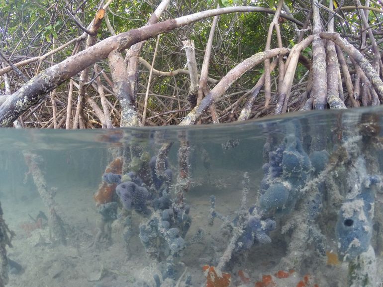 Mangrove met sponzen op Bonaire