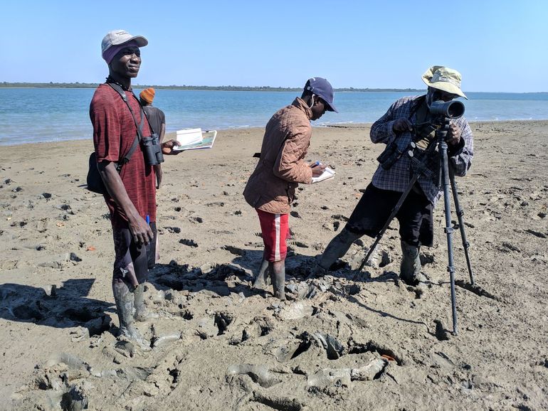 Tellers tijdens laagwater in actie op de Bijagós in Guinee-Bissau