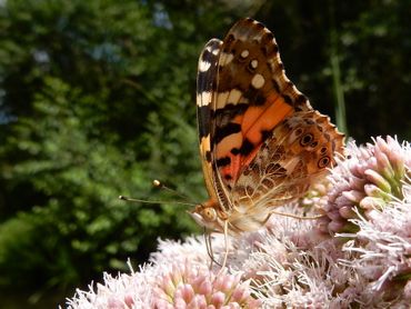 Koninginnenkruid is een uitstekende nectarbron voor distelvlinders, maar ook op vlinderstruik zitten ze graag