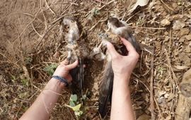 Gepredeerde Grauwe Kiekendief in Senegal