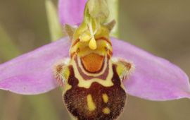 KU Leuven Bijenorchis