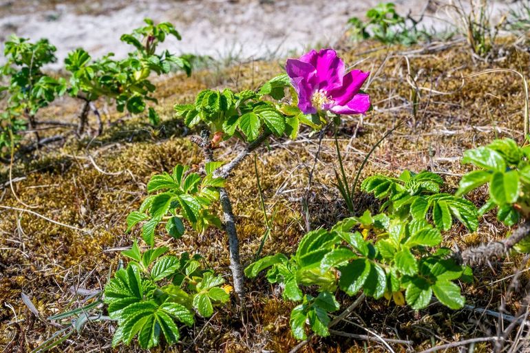 Als de rimpelroos zich vestigt in het open zand, groeit het natuurgebied helemaal dicht