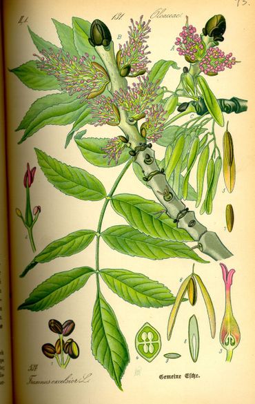 Fraxinus excelsior uit Flora von Deutschland, Österreich und der Schweiz, 1885