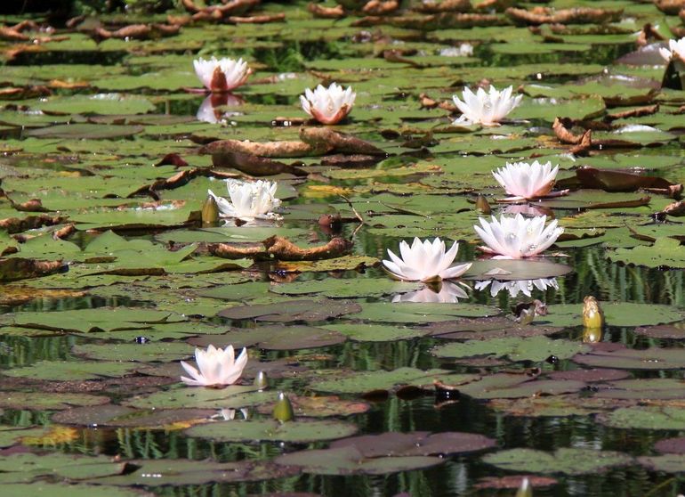 De witte waterlelie is de grootste bloem van Nederland